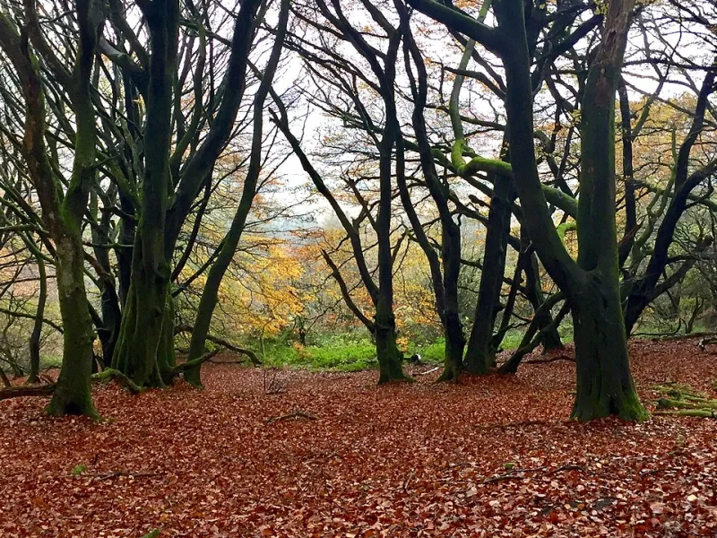As the Leaves Turn: Dressing Your Life in the Colours of the British Woodland
