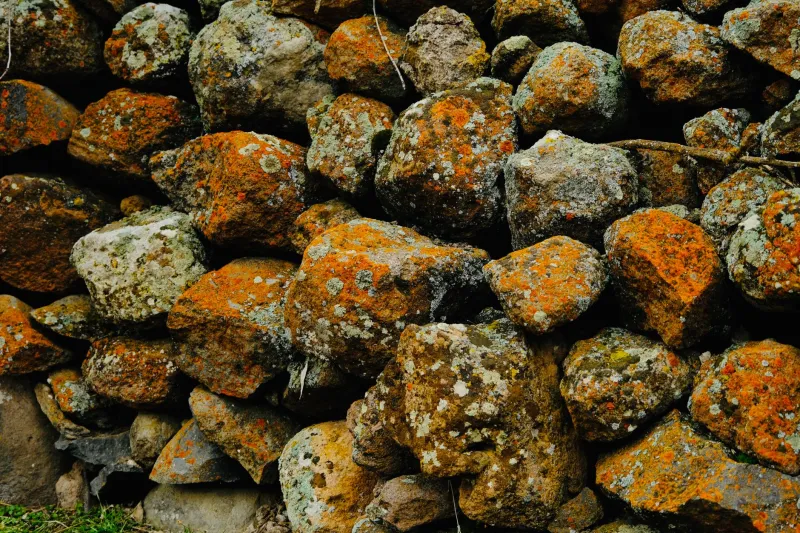 Rock, Bark, and Pigment: The British Makers Reviving Lichen Dyeing for a New Generation