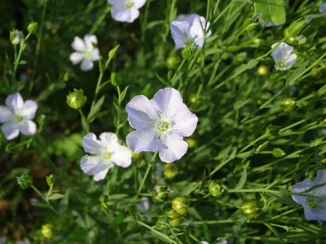 Rooted in the Field: The Quiet Return of British Linen and Why Your Wardrobe Needs It