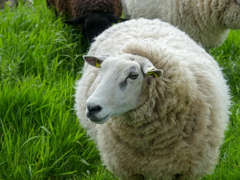 The Flock Behind the Fabric: Why Knowing Your Wool's Story Changes Everything
